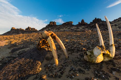 Overhunting led to smaller and smaller walruses, until the Viking colony on Greenland became unviable.