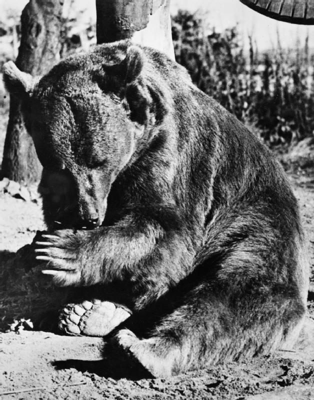 Wojtek enjoying Winfield Camp in 1945.