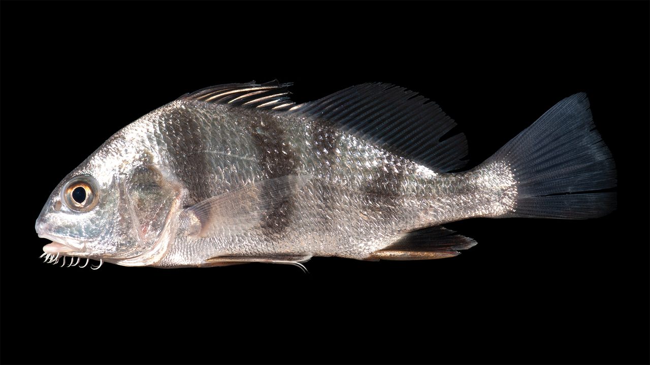The deep, loud mating calls of black drum fish may be the source of mysterious sounds keeping residents up at night in Tampa Bay, Florida.