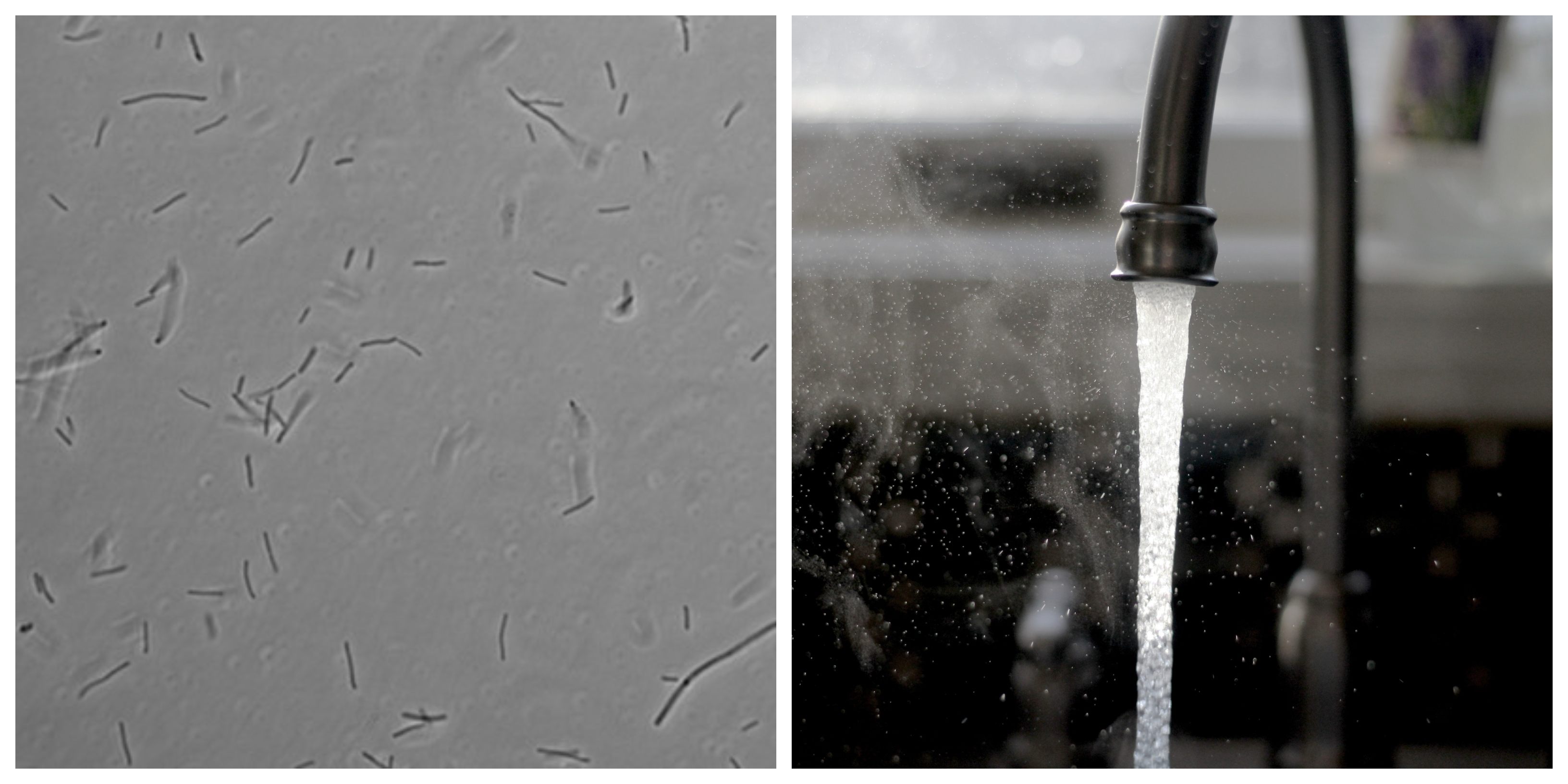 A torrent of extremophiles?