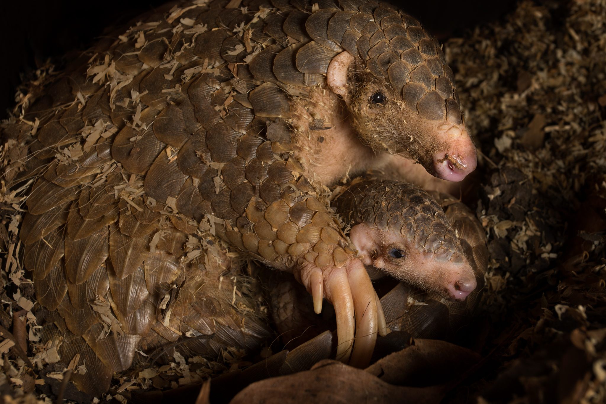 Meet the Pangolin, the Real World Pokemon You Didn't Know You Loved - Atlas  Obscura