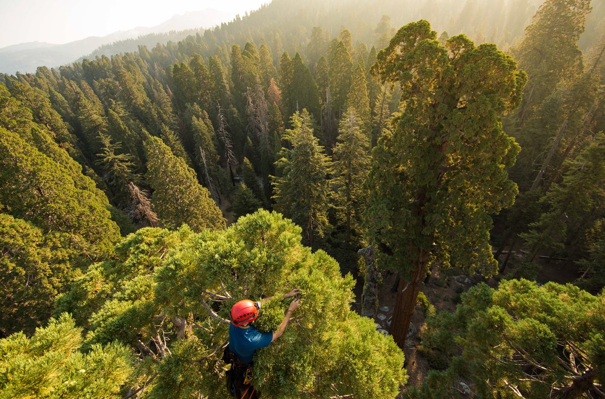 Ambrose collects foliage samples at the top of a giant sequoia tree to measure the impacts of drought and climate change.