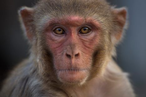 A macaque at the Galtaji temple complex. 