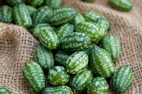 They look like mini melons, but they taste like sour cucumbers.