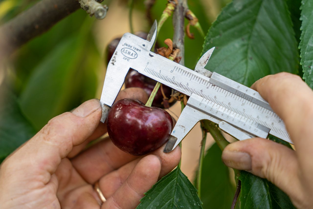 In the days before the harvest, the Rosso brothers measured their cherries.