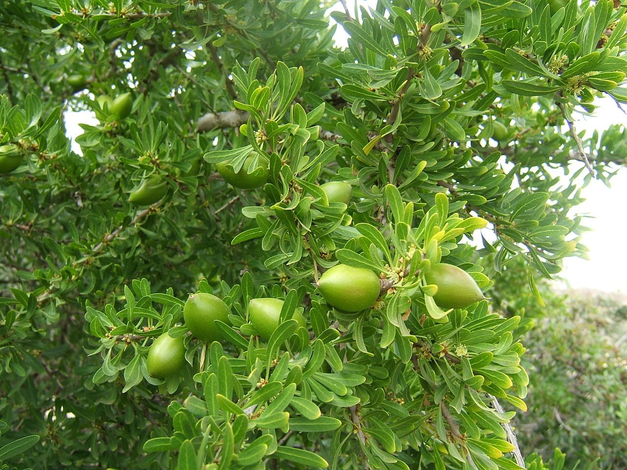 Unripe <em>Argania</em> fruit.