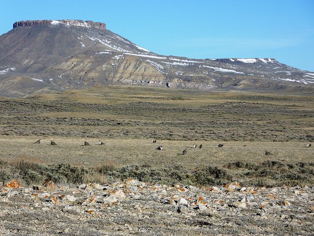 This photo was taken during lek counts in April, 2010 in core sage-grouse habitat in south central Wyoming. North Table Rock is in background.