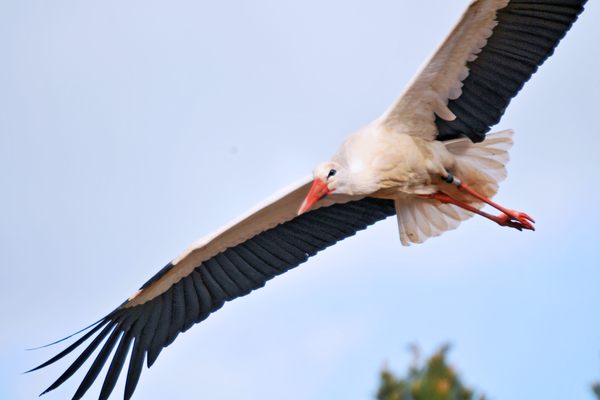 A stork flying above the center.