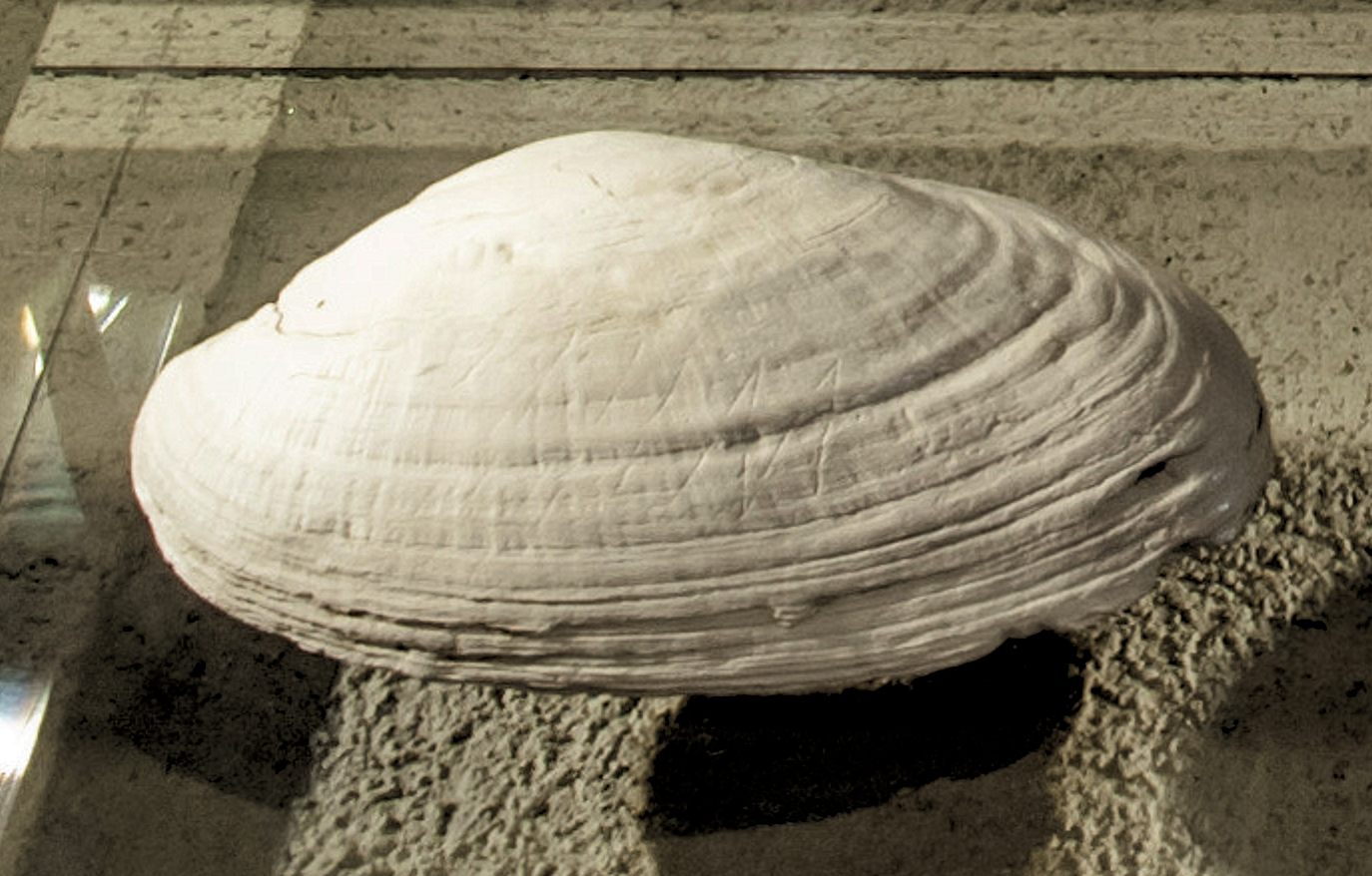 The geometric incisions on this shell are believed to be the first known work of human art, dating back half a million years.