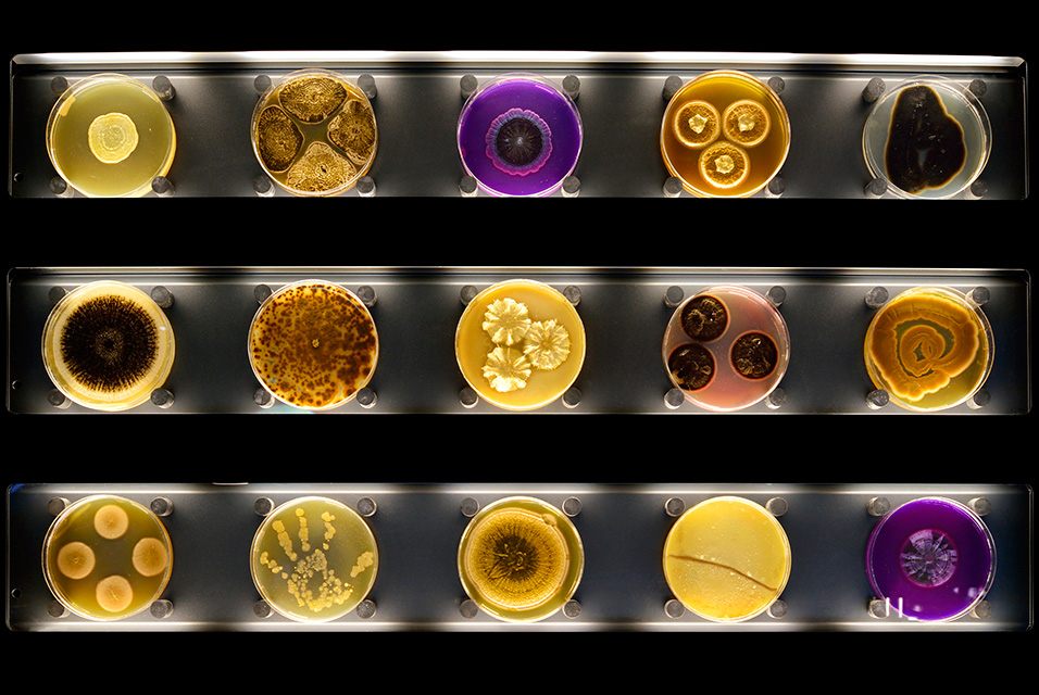 Micropia