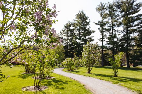 The park has one of the largest and most diverse public lilac collections in the country