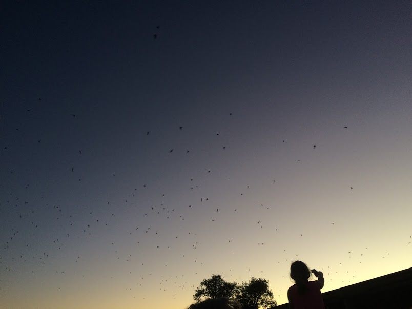 As the sun sets, the bats fly.