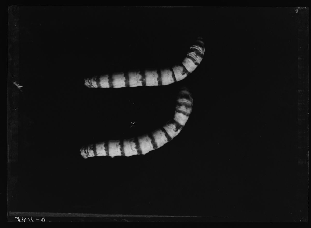 Fully grown striped silk worms.