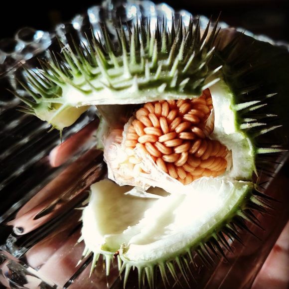 The prickly toloache fruit, with seeds inside.