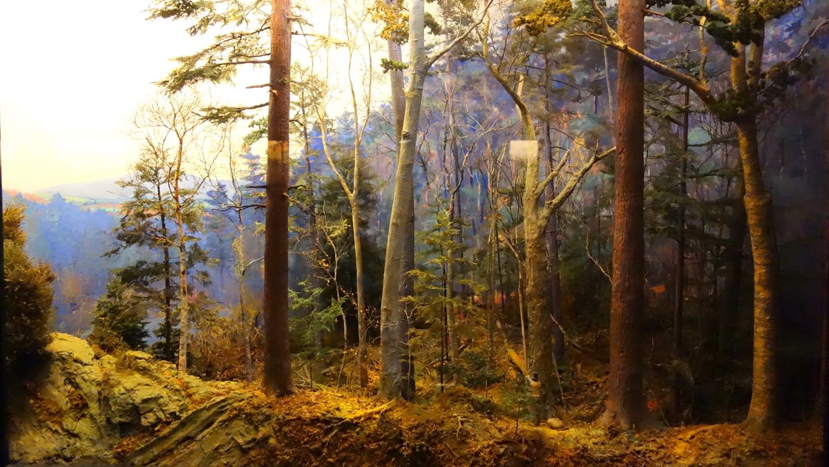 The Precolonial Forest (1700) diorama at the Fisher Museum.
