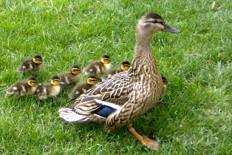 Finally—Finally!—New England Elementary School's Annual Duckling Parade is Available Online