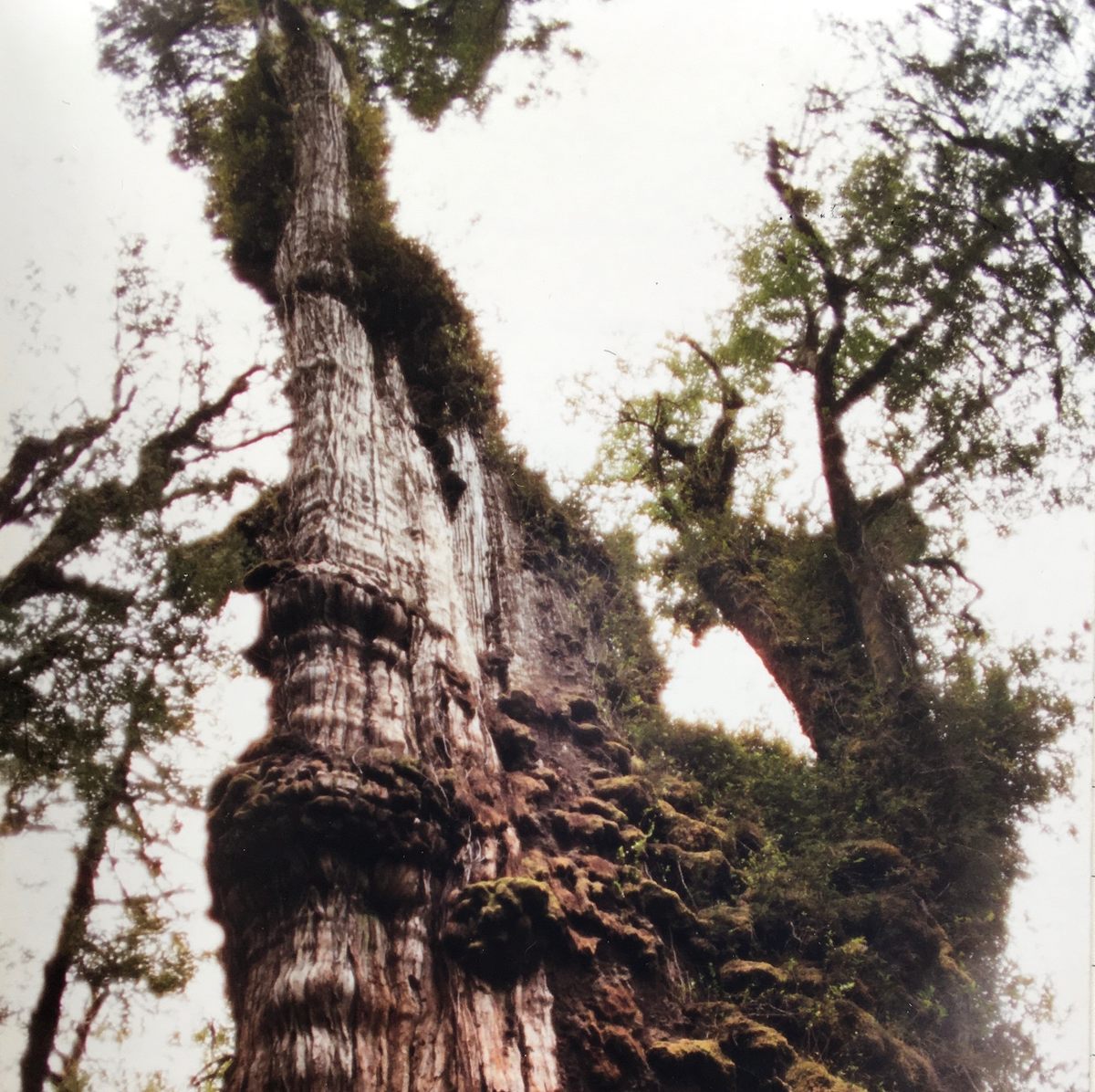 The Alerce Milenario cypress tree rises above its neighbors like medieval ruins.