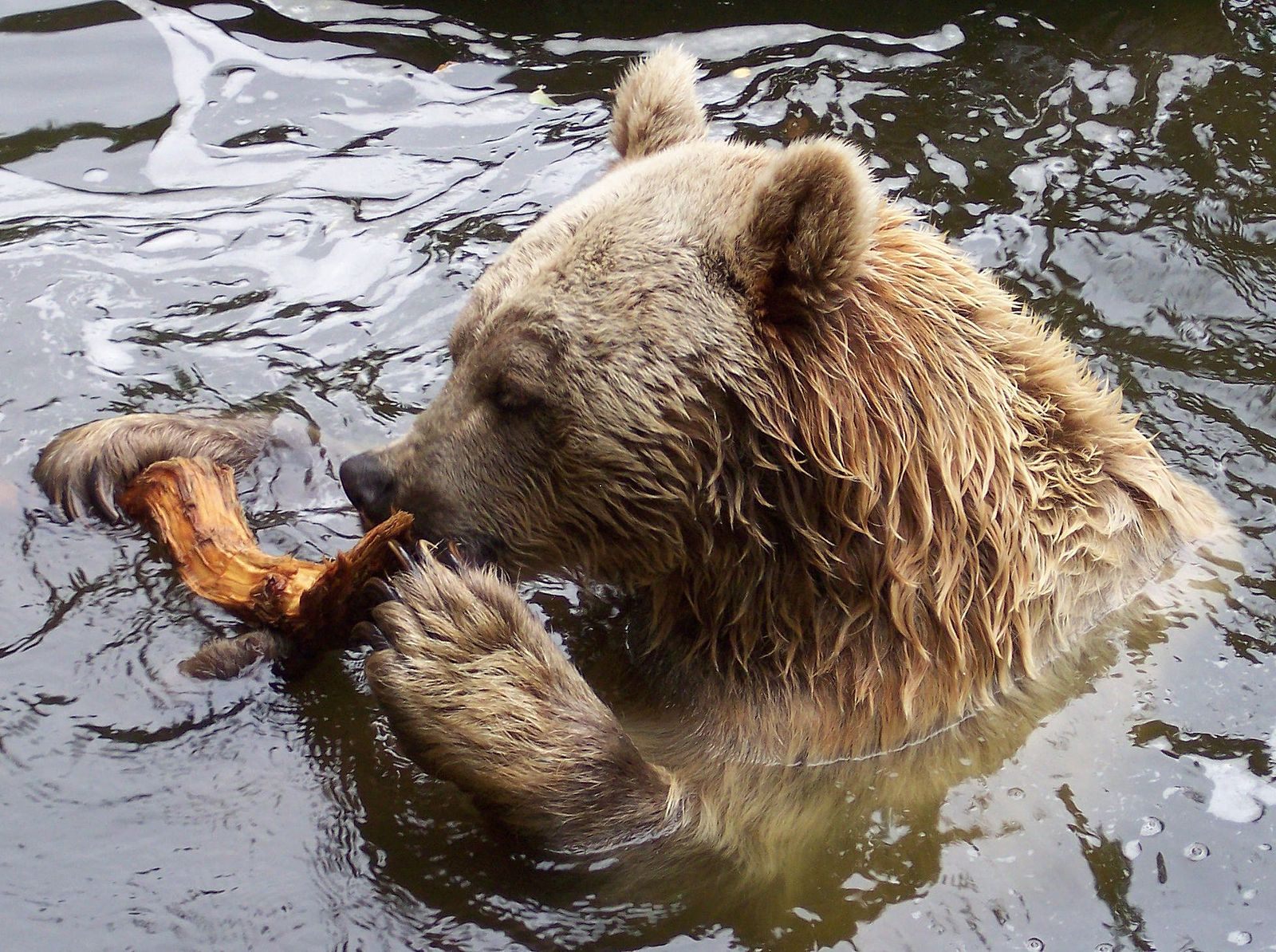 A Syrian Brown Bear enjoys the water. (Photo: Stahlkocher/WikiCommons CC BY-SA 3.0)