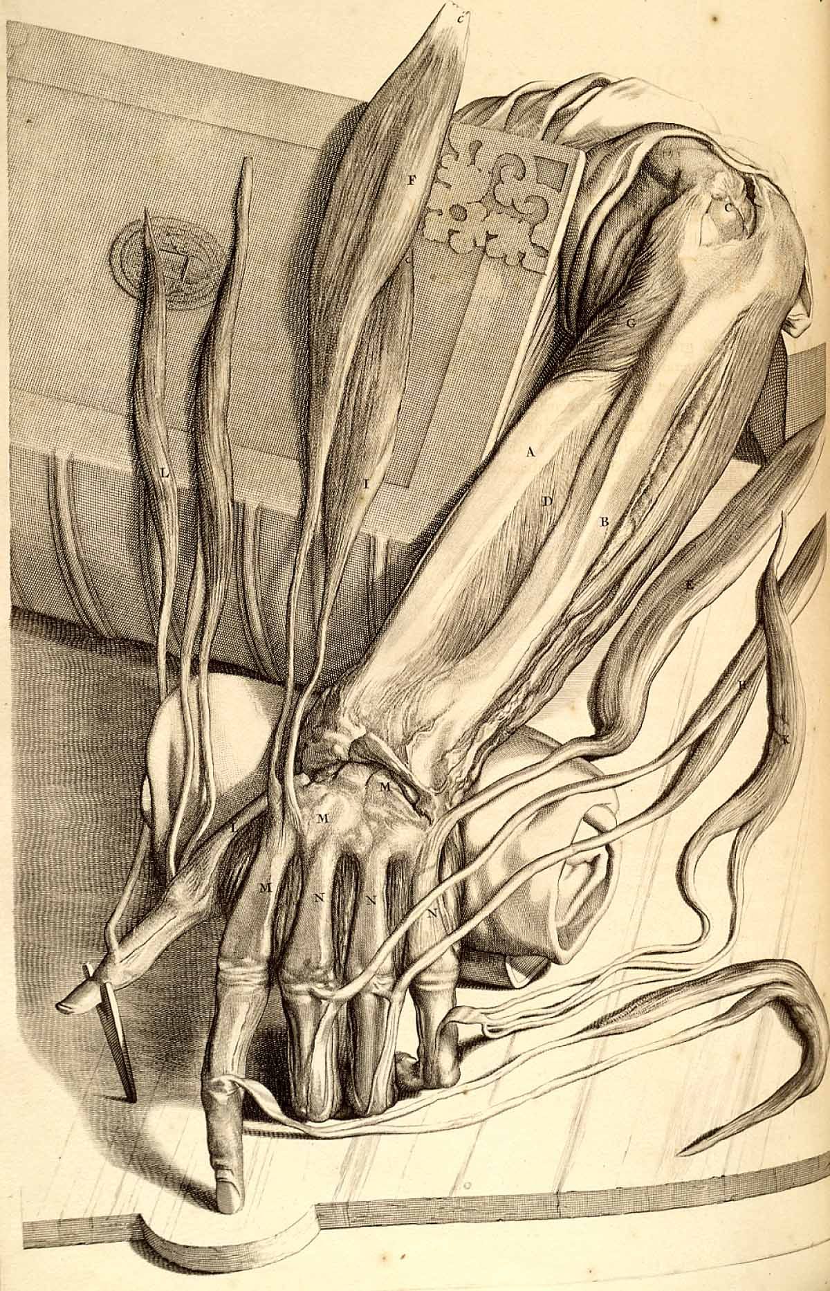 Bidloo's illustrations include gory details.