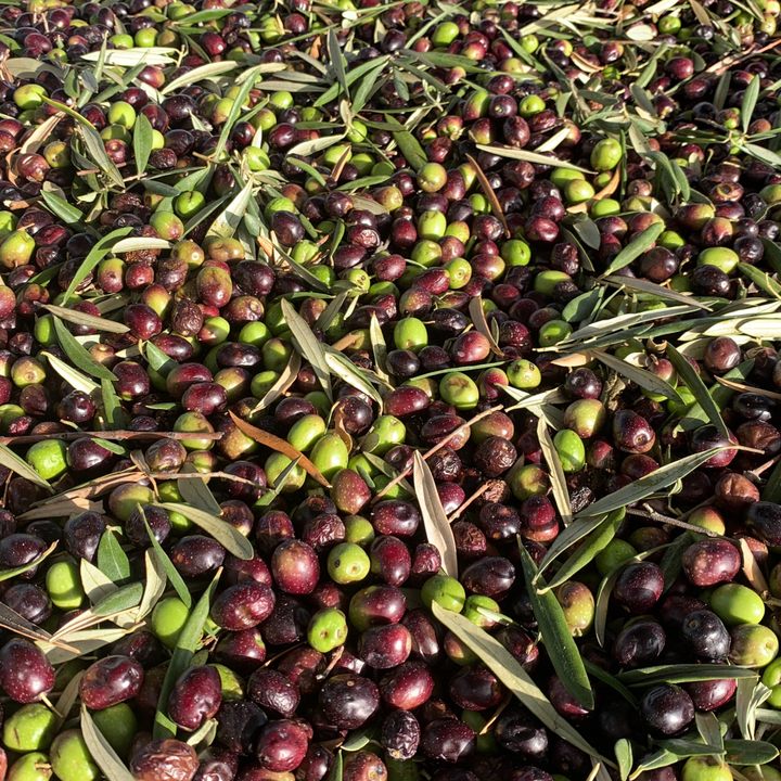 Olives gathered after harvest.