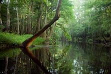 Cely’s map is not only accurate, but captures the unique characteristics of Congaree’s trees and waterways.
