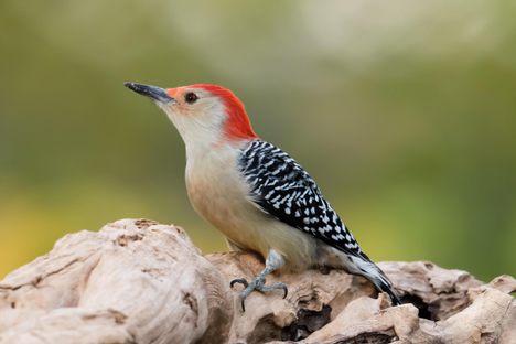 How Cemetery Birdwatchers Try to Avoid Ruffling Feathers