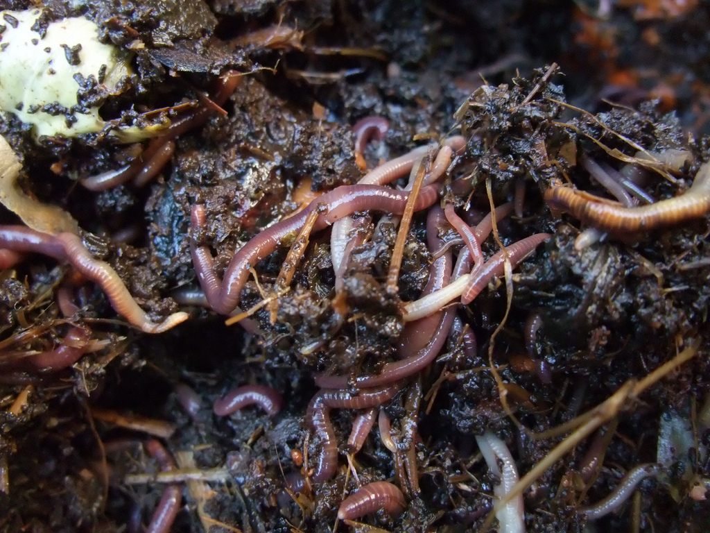 Earthworms