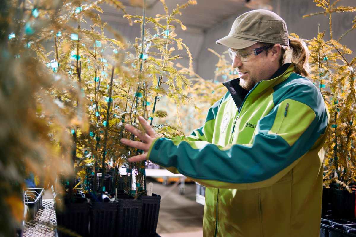Jake Milarch of the Archangel Ancient Tree Archive packs up saplings that were sent to Oregon for planting.