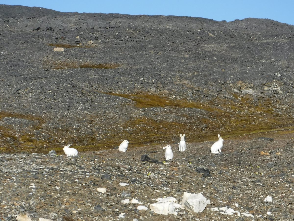 Arctic hares gathering near Alert. Researchers have reported up to 200 individuals in one location elsewhere on Ellesmere Island.