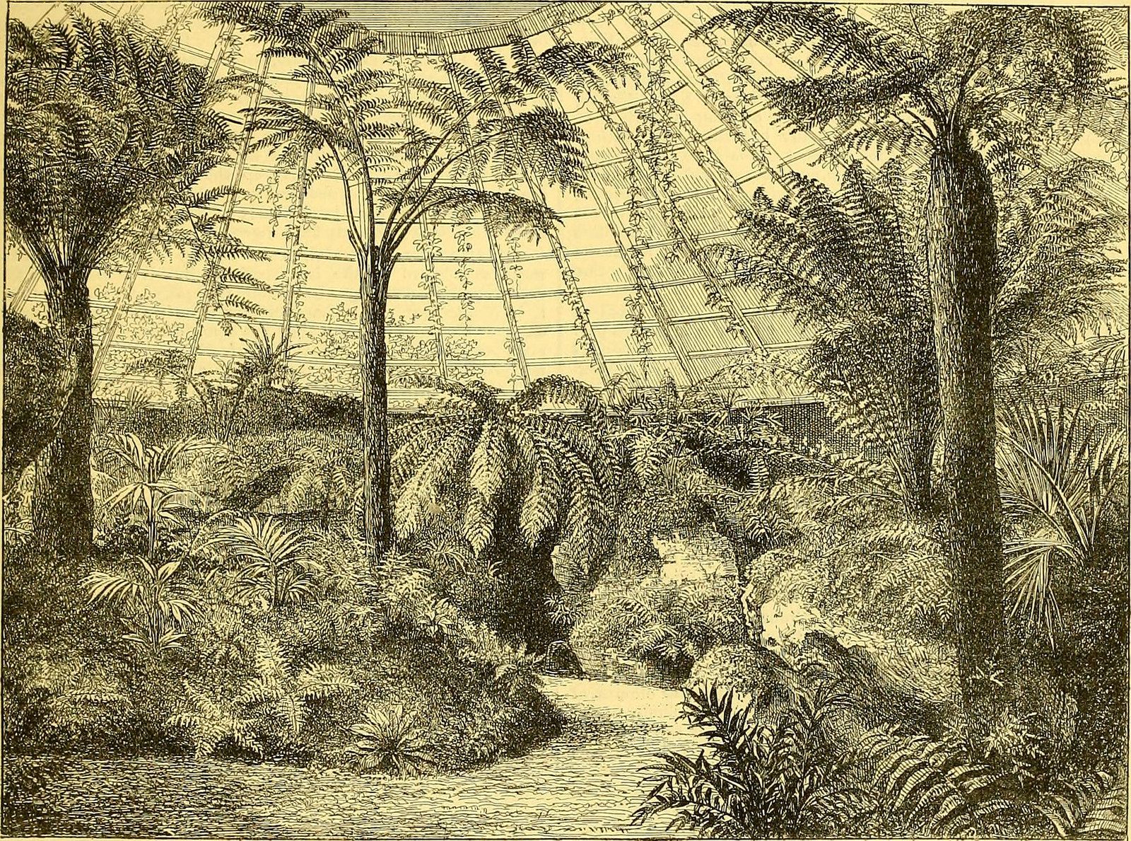 A depiction of a 19th-century British fernery, containing ferns from around the world.