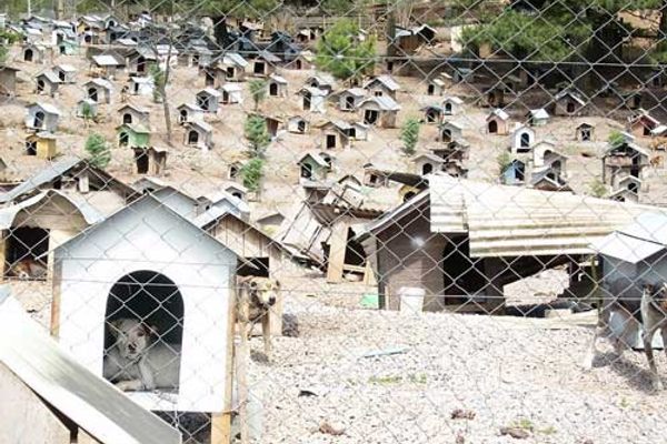 Caxias do Sul Dog Favela