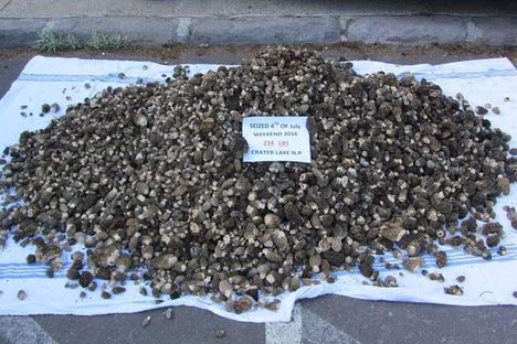 Rangers Seize Hundreds of Pounds of Mushrooms at Crater Lake
