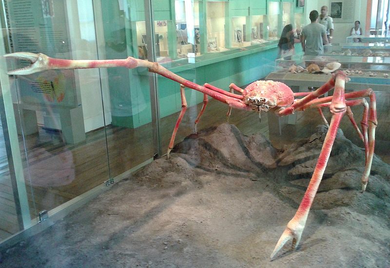 A giant crab.