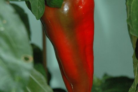Beaver Dam Pepper
