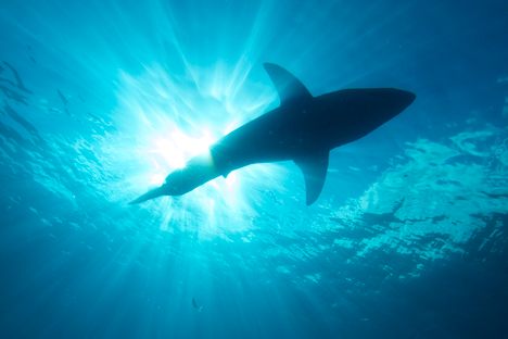 I see a shark!