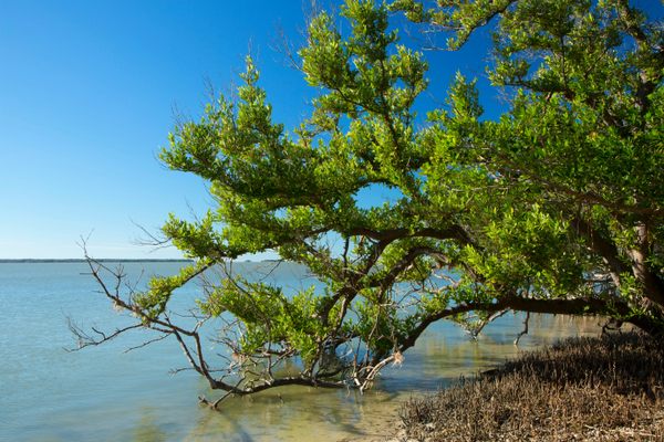 A mangrove grows along the Guy Bradley Trail in Florida’s Everglades National Park.
