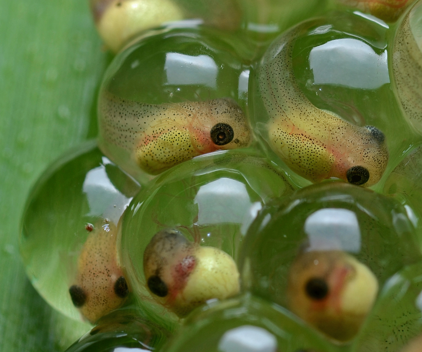 Tree frog tadpoles received midrange ratings in Wassersug's taste test.