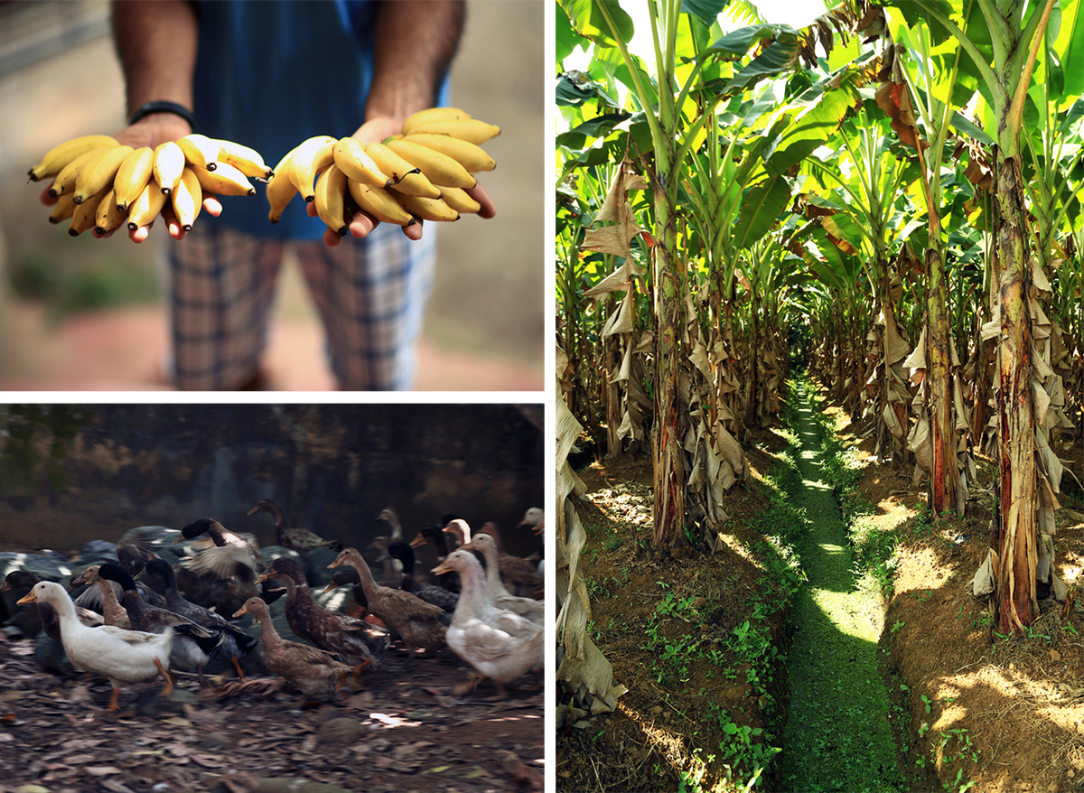 Clockwise from top-left: Rasakadali or ney poovan bananas; a plantation of Kerala's beloved nendran bananas; and ducks on the farm.