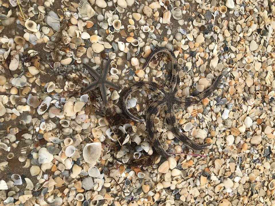 The couple has also encountered starfish on the shore.
