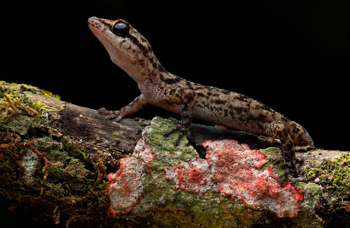 The endangered Andy Sabin's leaf-toed gecko lives in a habitat fragmented by lava flows.