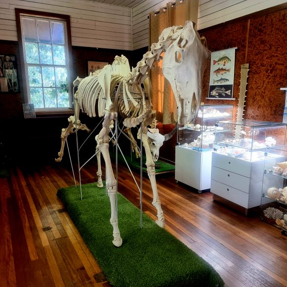 Gympie Bone Museum – Araluen, Australia - Atlas Obscura