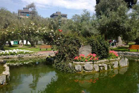 Trees surrounding a pond in the Bosque el Olivar