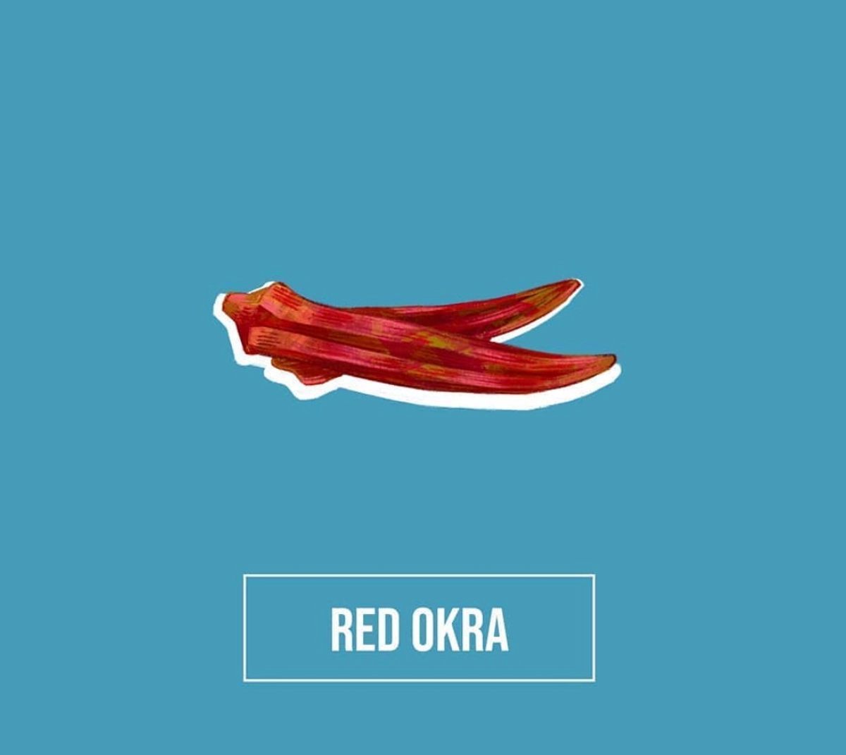Annadana grows red okra, one of many rare varieties of the popular African and Asian vegetable, at their farm in Bangalore.