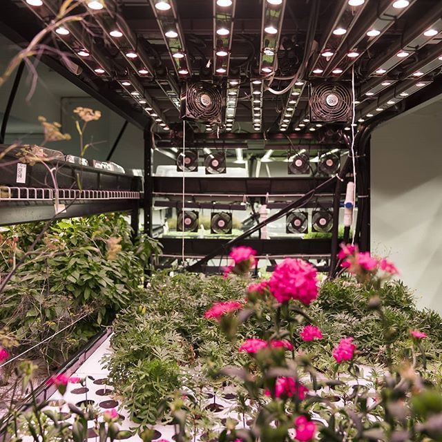 Turn your home-cooking into fine-dining with indoor-grown herbs from an underground Manhattan farm.
