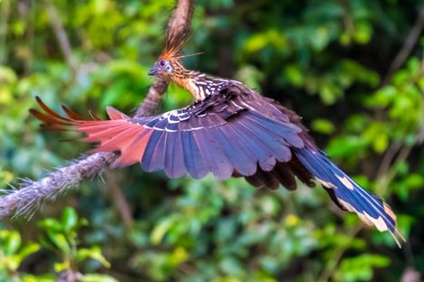 Wildlife found around the Tiputini Biodiversity Station.