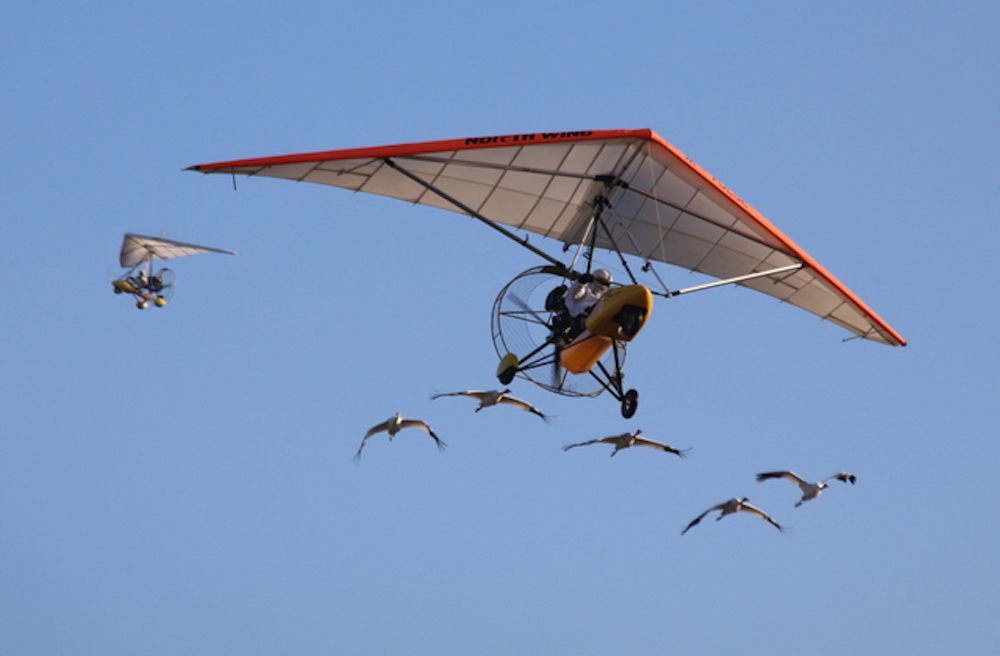 For years, researchers used ultralight aircraft to help whooping cranes learn to fly.