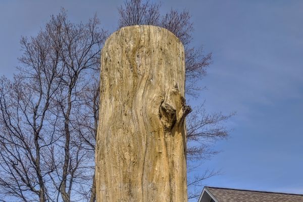 View of the cottonwood tree stump.