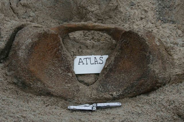 Sperm whale atlas bone, after being buried for 3 years.