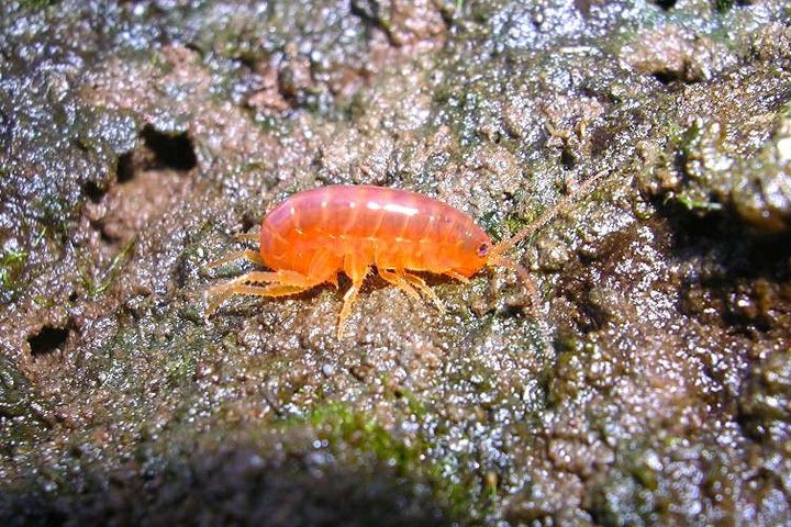 A marsh hopper, infected by a parasite.