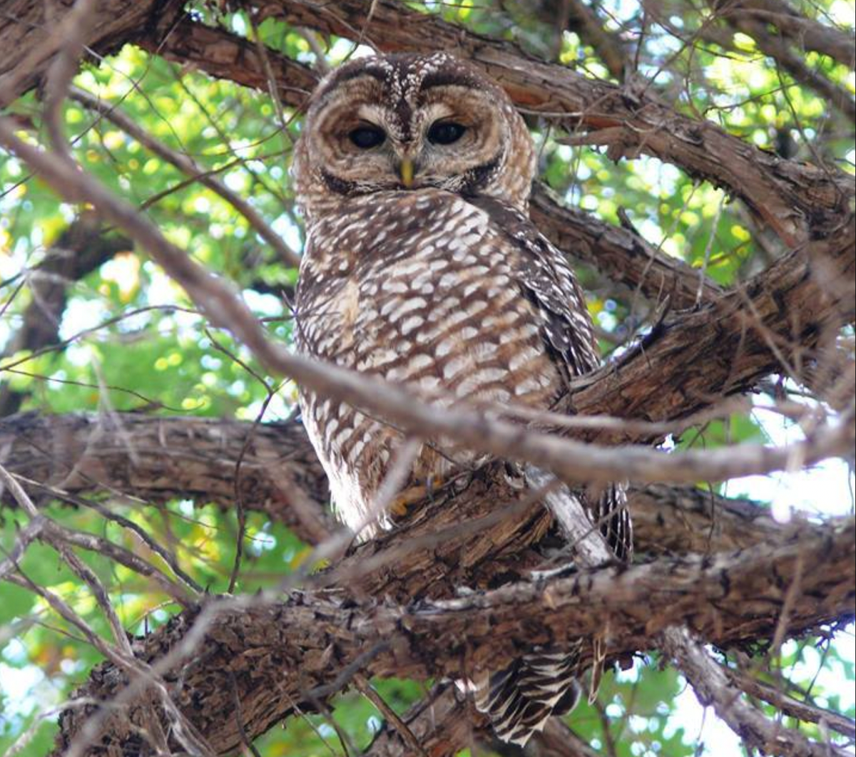 The Mexican Spotted Owl's habitat is at risk from high-intensity fire—but fire may also be key to saving the species.